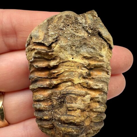 Trilobit – Velký Atlas, Maroko