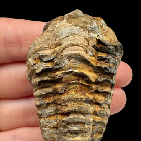 Trilobit – Velký Atlas, Maroko