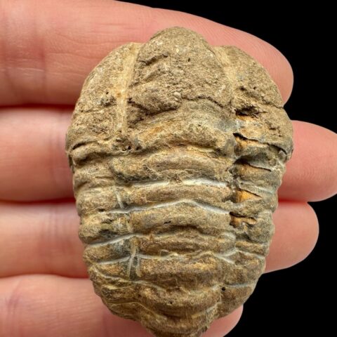 Trilobit – Velký Atlas, Maroko