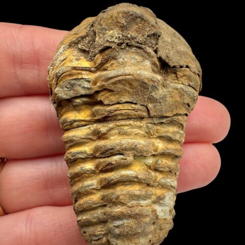 Trilobit – Velký Atlas, Maroko