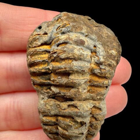 Trilobit – Velký Atlas, Maroko