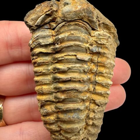 Trilobit – Velký Atlas, Maroko