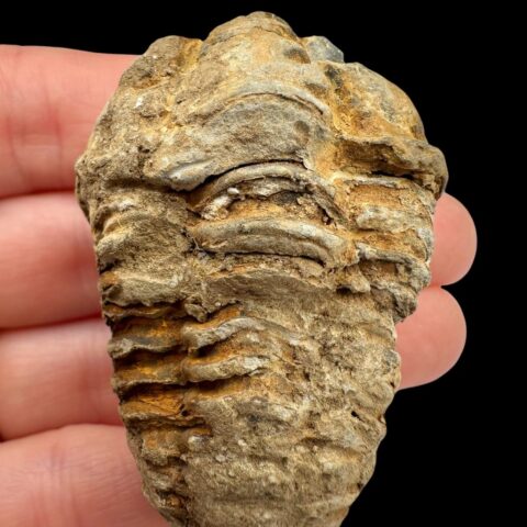 Trilobit – Velký Atlas, Maroko