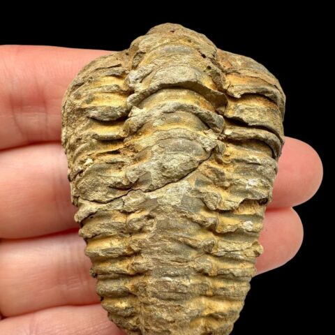 Trilobit – Velký Atlas, Maroko