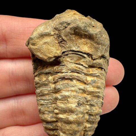 Trilobit – Velký Atlas, Maroko