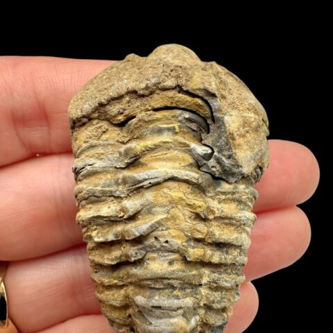 Trilobit – Velký Atlas, Maroko