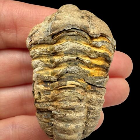 Trilobit – Velký Atlas, Maroko