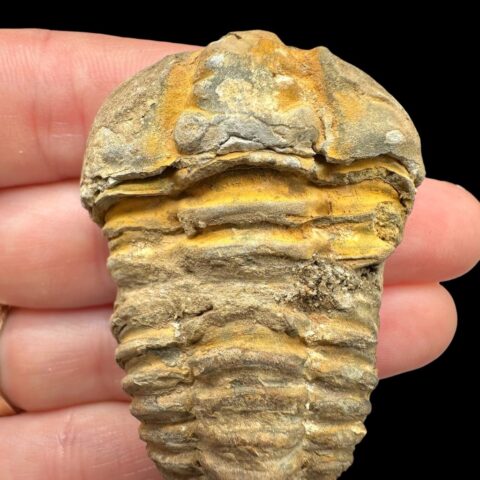 Trilobit – Velký Atlas, Maroko