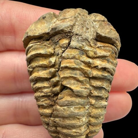 Trilobit – Velký Atlas, Maroko