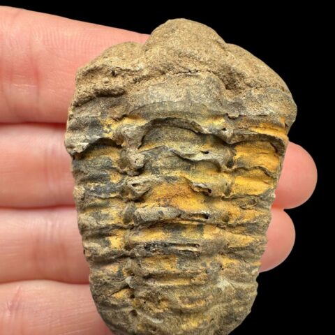 Trilobit – Velký Atlas, Maroko