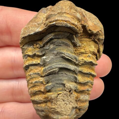 Trilobit – Velký Atlas, Maroko