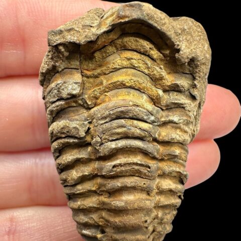 Trilobit – Velký Atlas, Maroko
