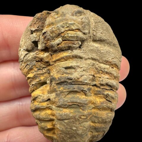 Trilobit – Velký Atlas, Maroko