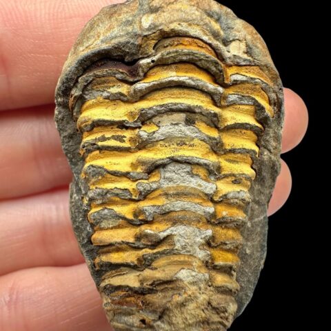 Trilobit – Velký Atlas, Maroko