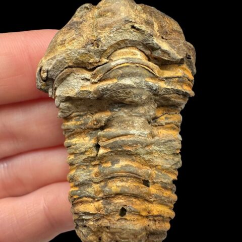 Trilobit – Velký Atlas, Maroko