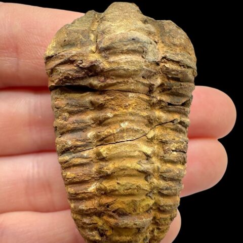 Trilobit – Velký Atlas, Maroko