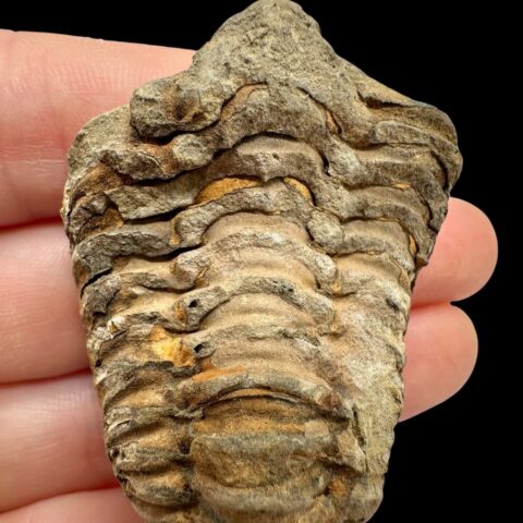 Trilobit – Velký Atlas, Maroko