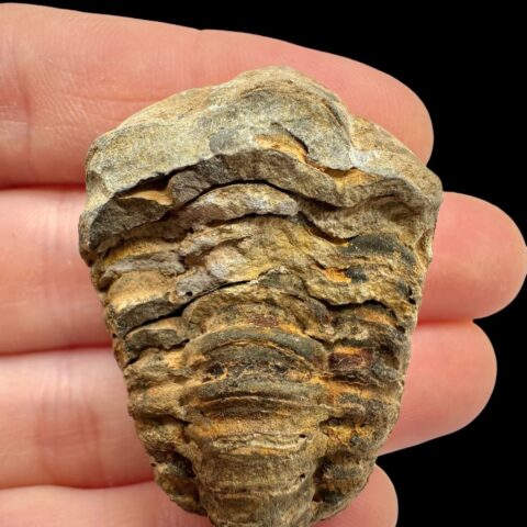 Trilobit – Velký Atlas, Maroko