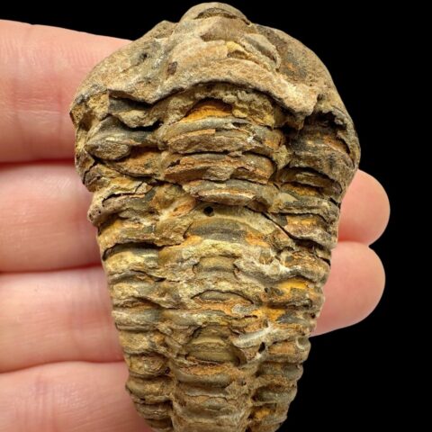 Trilobit – Velký Atlas, Maroko