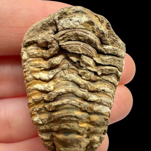 Trilobit – Velký Atlas, Maroko