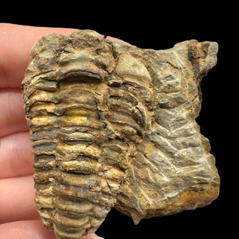 Trilobit – Velký Atlas, Maroko