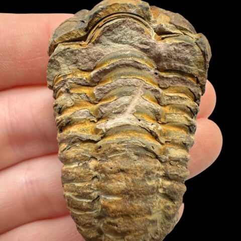 Trilobit – Velký Atlas, Maroko