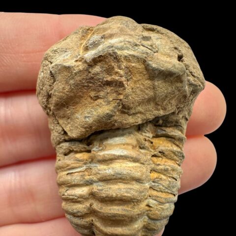 Trilobit – Velký Atlas, Maroko