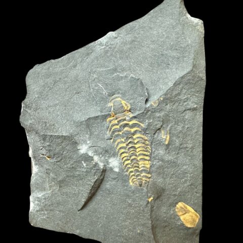 Trilobit Lobocephalina emmrichi – Skryje, ČR