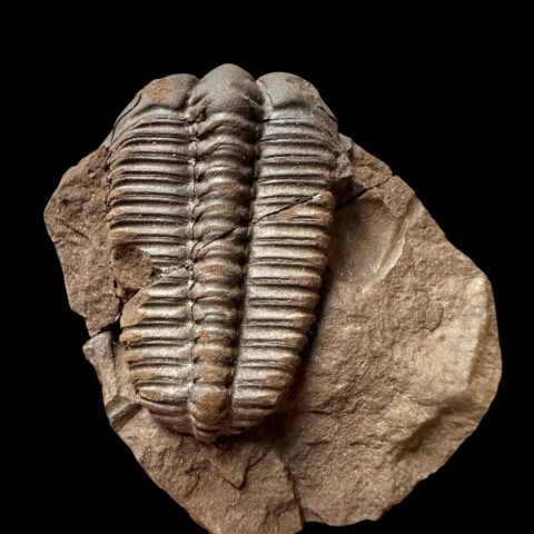 Trilobit Ptychoparia sp. – Jince, ČR