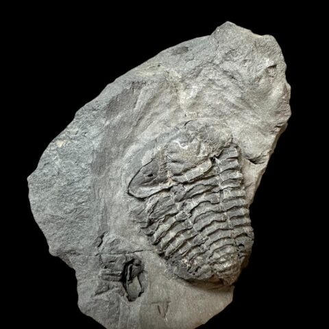 Trilobit Colpocoryphe bohemica – Osek, ČR