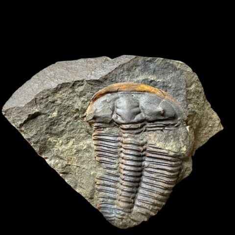 Trilobit Ptychoparia striata – Felbabka, ČR