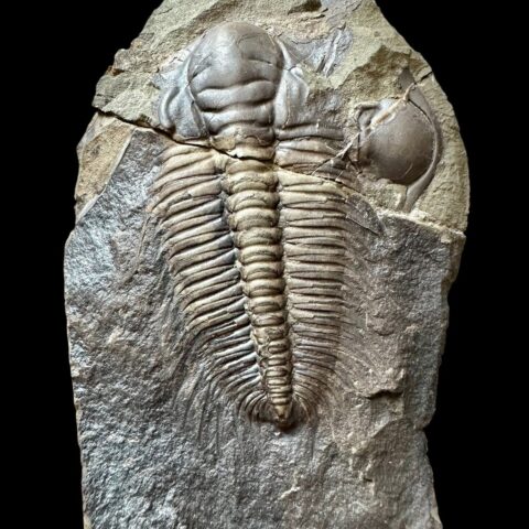 Trilobit Hydrocephalus minor – Vystrkov, ČR