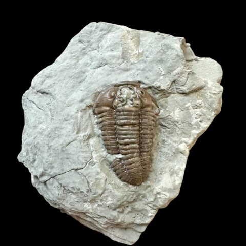 Trilobit Flexicalymene retrosa – Ohio, USA