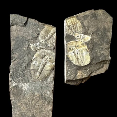Trilobit Aulacopleura konincki – Loděnice u Berouna, ČR