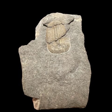 Trilobit Aulacopleura konincki – Loděnice u Berouna, ČR