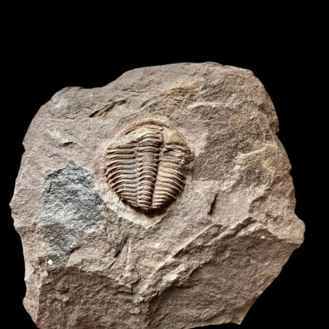 Trilobit Conocoryphe cirina – Rejkovice, ČR