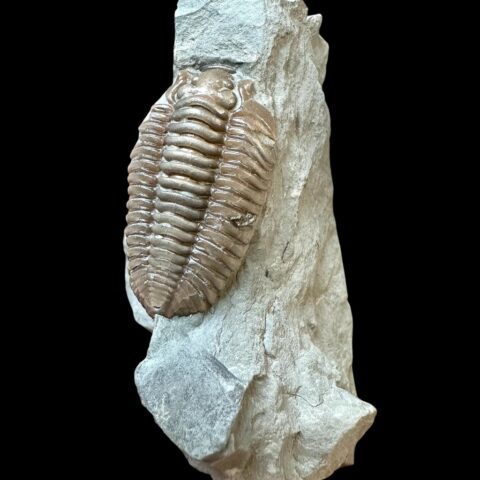 Trilobit Flexicalymene retrosa – Ohio, USA