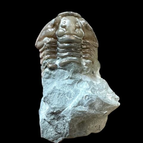Trilobit Flexicalymene retrosa – Ohio, USA