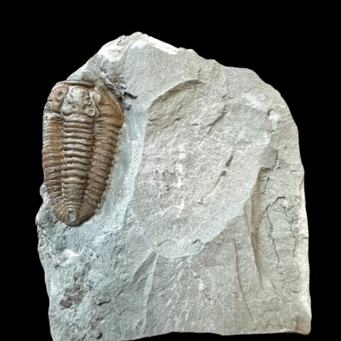 Trilobit Flexicalymene retrosa – Ohio, USA