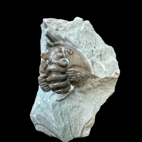 Trilobit Flexicalymene retrosa – Ohio, USA