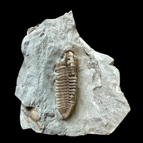 Trilobit Flexicalymene retrosa – Ohio, USA