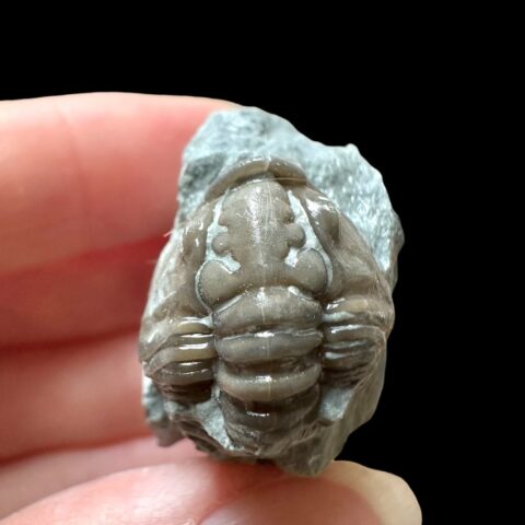 Trilobit Flexicalymene retrosa – Ohio, USA