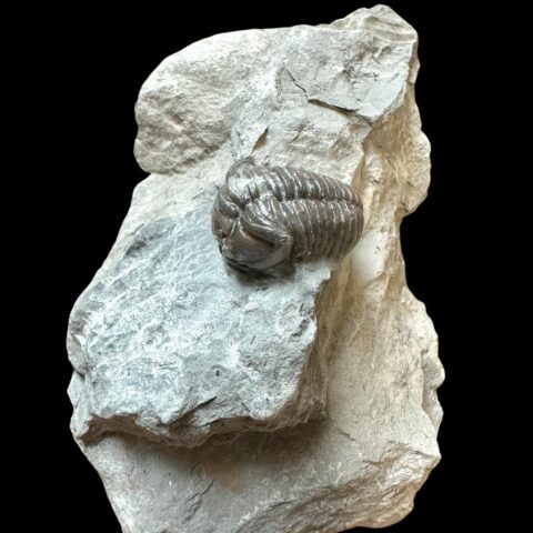 Trilobit Flexicalymene retrosa – Ohio, USA