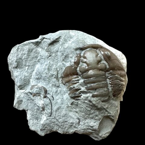 Trilobit Flexicalymene retrosa – Ohio, USA