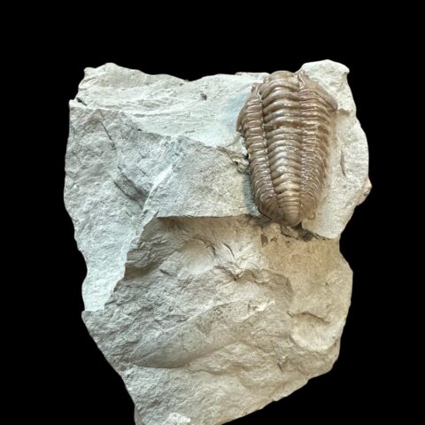 Trilobit Flexicalymene retrosa – Ohio, USA