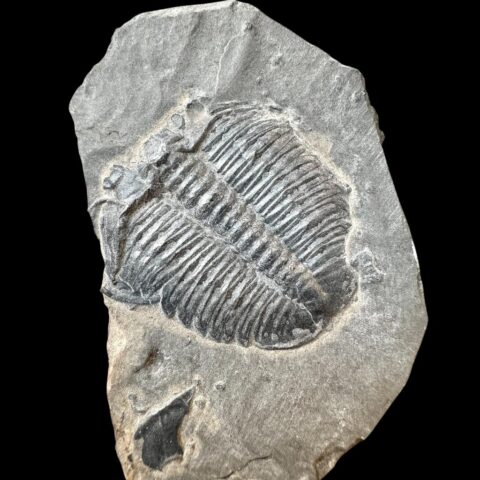 Trilobit Elrathia Kingii – Utah, USA