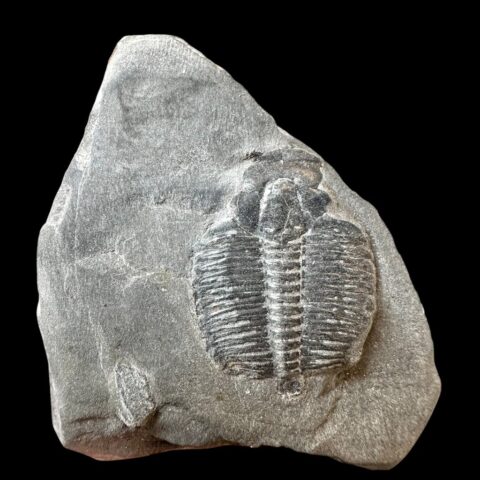 Trilobit Elrathia Kingii – Utah, USA