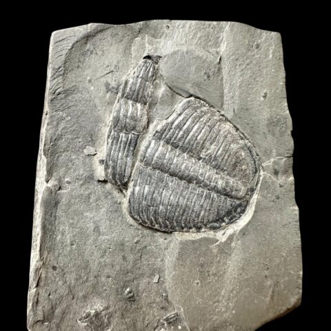 Trilobit Elrathia Kingii – Utah, USA
