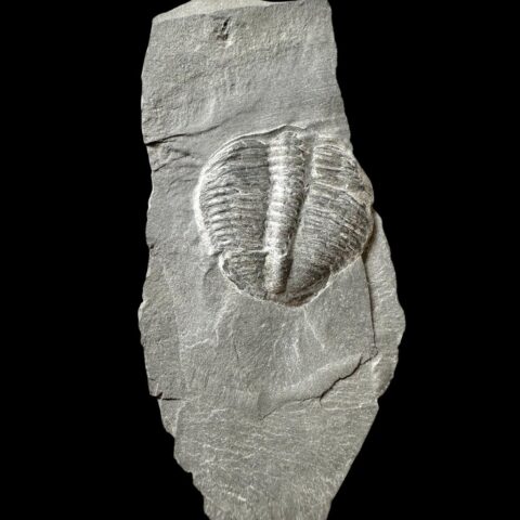 Trilobit Elrathia Kingii – Utah, USA