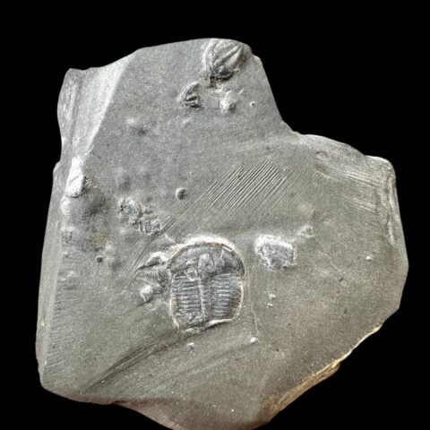 Trilobit Elrathia Kingii – Utah, USA